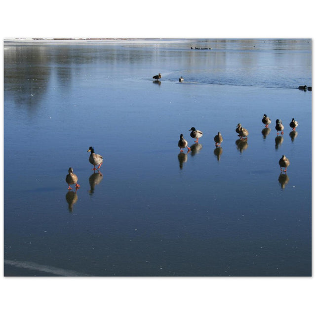 Ducks Walk on Water Pack of 10 cards (2-sided, No envelopes) (US & CA)