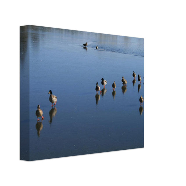 Ducks Walk on Water - Canvas